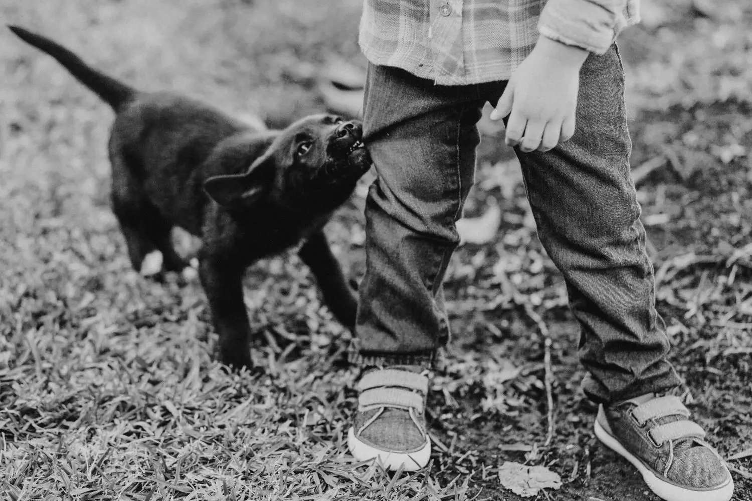 Dog Bite Pre-Settlement Funding How It Works